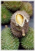 Durian